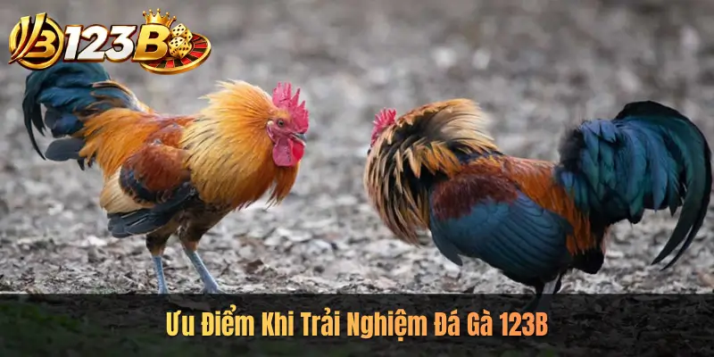 Ưu Điểm Khi Trải Nghiệm Đá Gà 123B